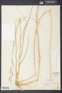 Spartina patens image