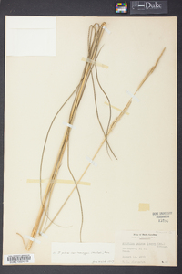 Spartina patens image