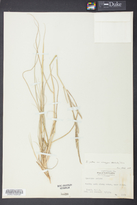 Spartina patens image