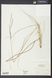 Spartina patens image