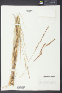 Spartina patens image