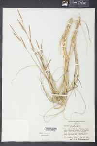 Spartina patens image