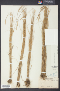 Spartina patens image