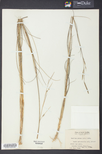 Spartina patens image