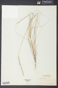 Spartina patens image