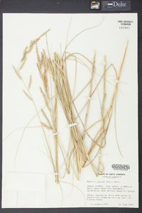 Spartina patens image