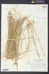 Spartina patens image