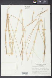 Spartina patens image