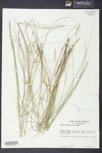 Spartina patens image