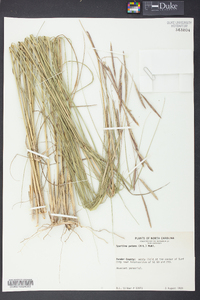 Spartina patens image