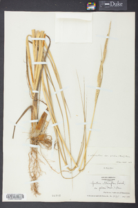 Spartina alterniflora image