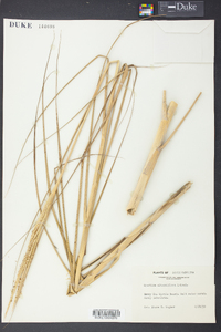 Spartina alterniflora image