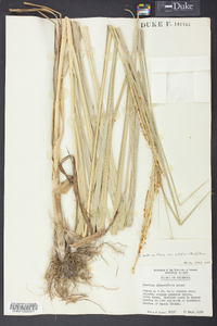 Spartina alterniflora image