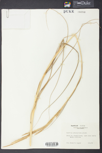 Spartina alterniflora image