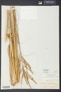 Spartina cynosuroides image