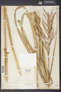 Spartina cynosuroides image