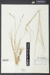 Spartina patens image