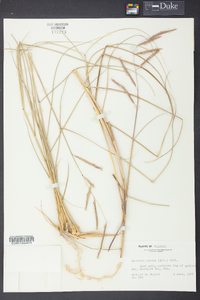 Spartina patens image