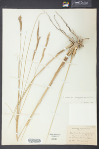 Spartina patens image