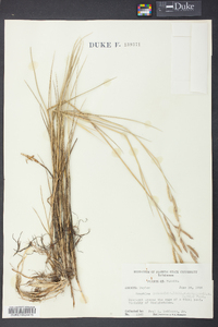 Spartina patens image