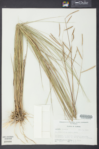 Spartina patens image