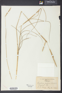 Spartina patens image