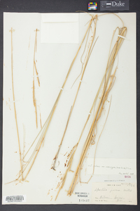 Spartina patens image