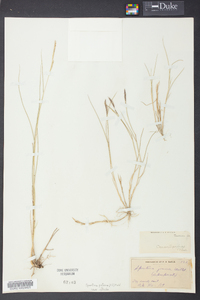 Spartina patens image