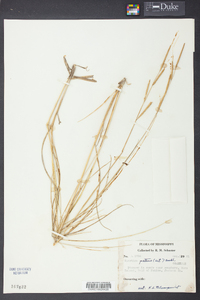 Spartina patens image