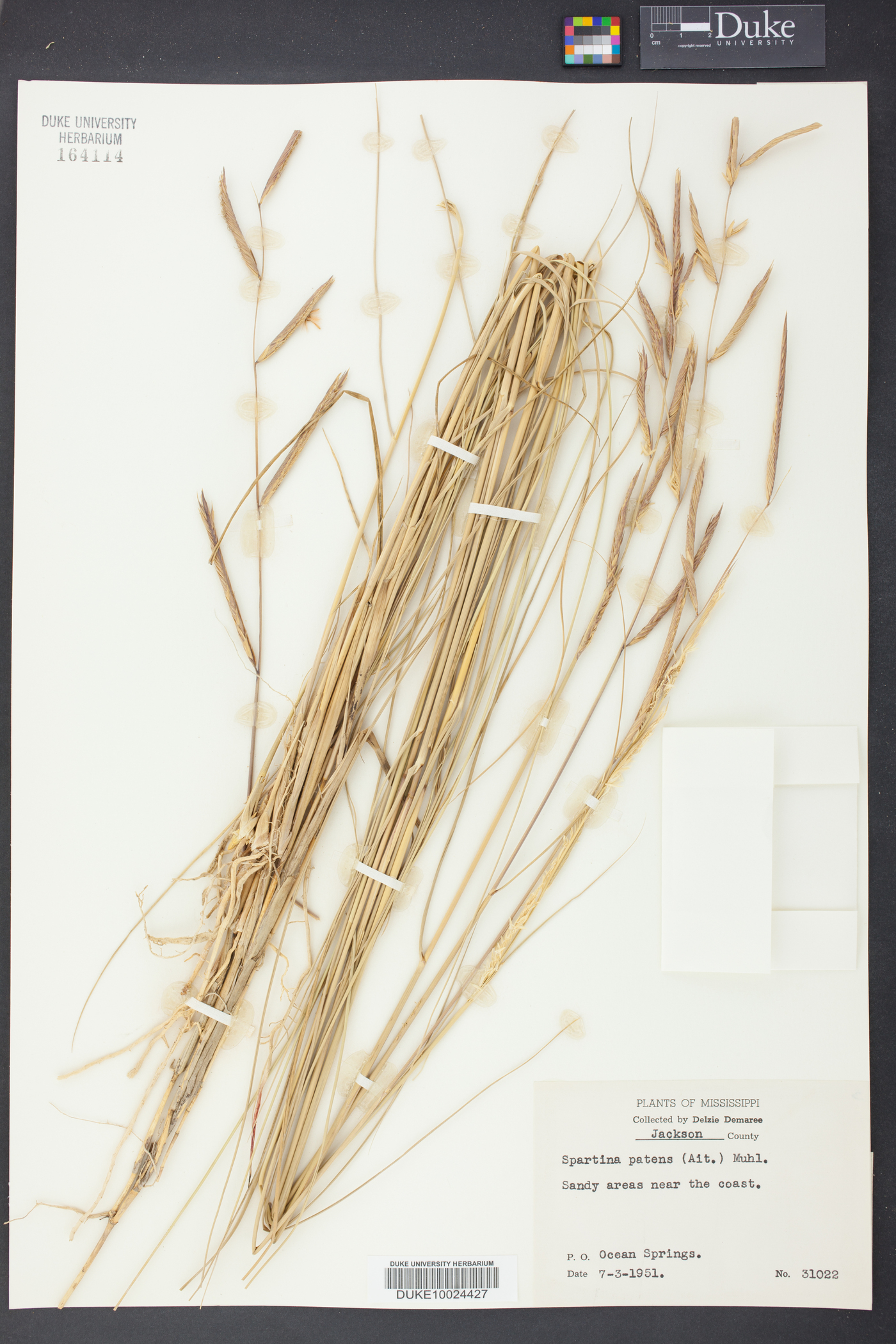 Spartina patens image