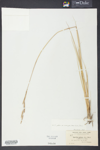 Spartina patens image