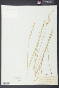 Spartina patens image