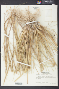 Spartina spartinae image