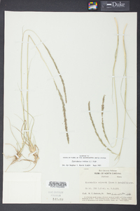 Sporobolus indicus image