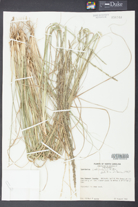 Sporobolus indicus image