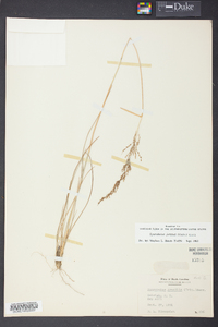 Sporobolus junceus image