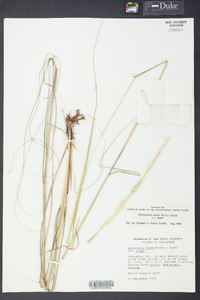 Sporobolus compositus image