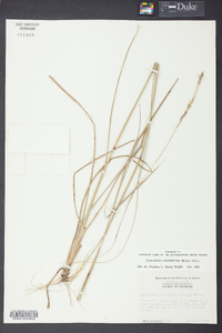 Sporobolus clandestinus image