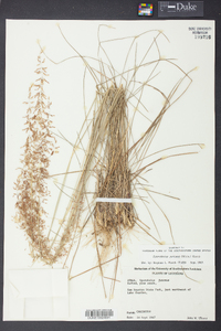 Sporobolus junceus image