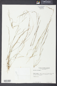 Aristida dichotoma image