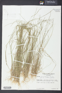 Aristida dichotoma image