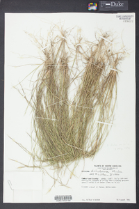 Aristida dichotoma image