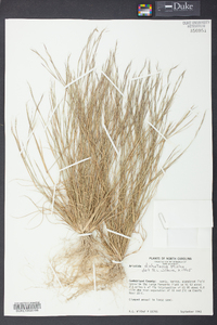 Aristida dichotoma image