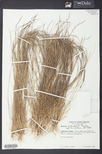 Aristida dichotoma image