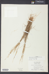 Aristida dichotoma image