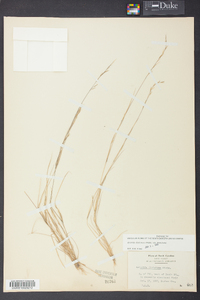 Aristida dichotoma image