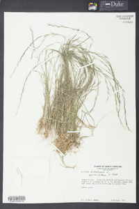 Aristida dichotoma image