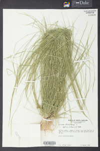 Aristida dichotoma image