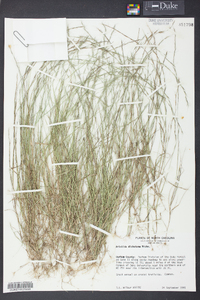 Aristida dichotoma image