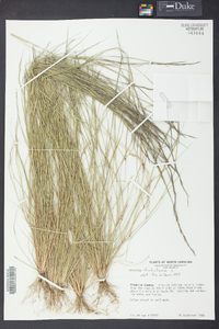 Aristida dichotoma image